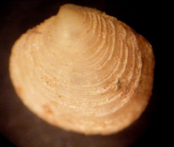 Pullo di Myrtea spinifera?